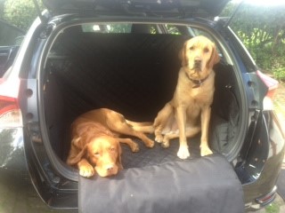 Alfie & George - Red Labradors travelling in a Toyota Auris 