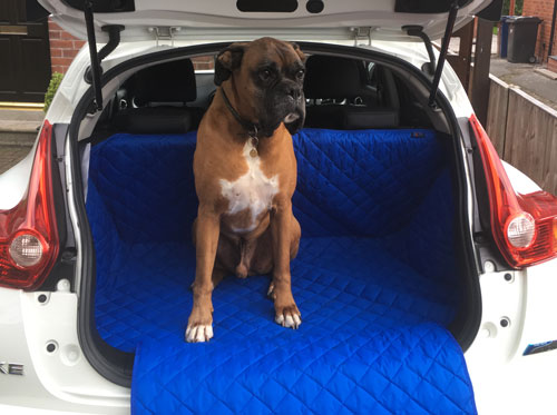 9 Year Old Alfie the Boxer loves his Electric Blue Nissan Juke Boot Liner 