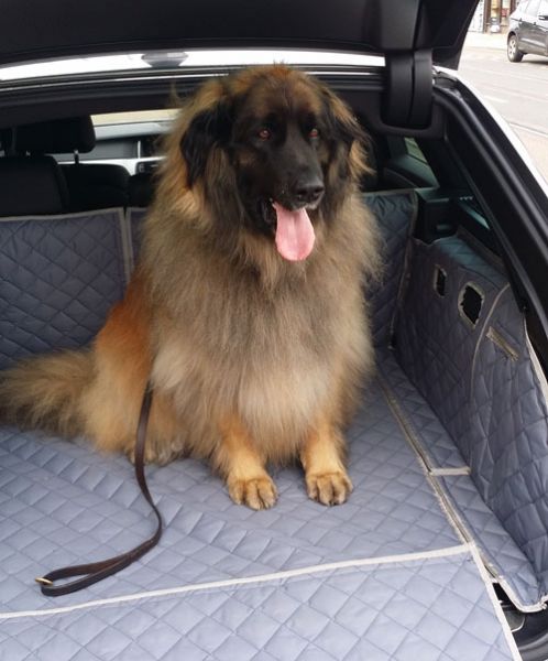 Amber the Leonberger - Fully Tailored Boot Liner to Fit: BMW Series 5 Touring Amber the Leonberger - Fully Tailored Boot Liner to Fit: BMW Series 5 Touring