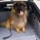 Amber the Leonberger - Fully Tailored Boot Liner to Fit: BMW Series 5 Touring