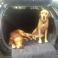 Alfie & George - Red Labradors travelling in a Toyota Auris 