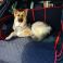 Angus the Alsatian - Fully Tailored Boot Liner - Porsche Cayenne (2013 - Present)