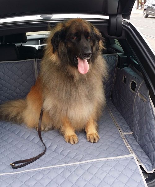 Amber the Leonberger showing off her new 5 Series boot liner