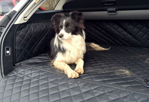 Trixie relaxing in her Mercedes C Class Boot Liner