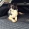 Trixie relaxing in her Mercedes C Class Boot Liner