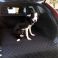 Molly enjoying her first ride in their Volvo XC60 (2008 - 2017) with our Fully Tailored Boot Liner
