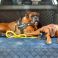 Hector and Noisette the boxers enjoying their Peugeot 508 SW Fully Tailored Boot Liner