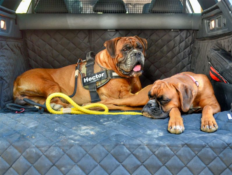 Hector and Noisette the boxers enjoying their Peugeot 508 SW Fully Tailored Boot Liner