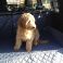 Charlie catching some sun in the family Volvo XC90 (2002-2015) - Semi Tailored Boot Liner