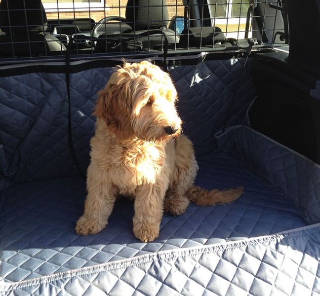 Charlie catching some sun in the family Volvo XC90 (2002-2015) - Semi Tailored Boot Liner