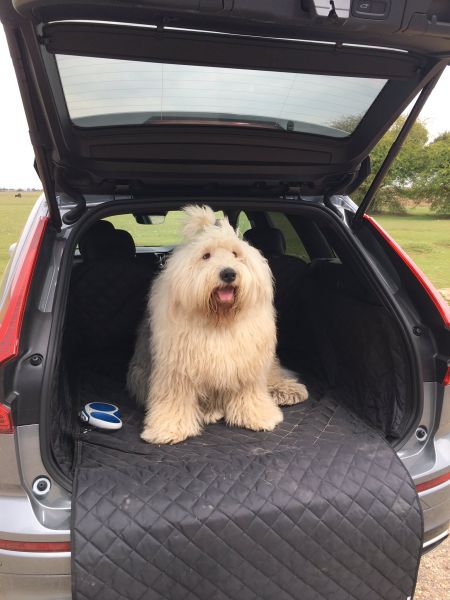 Flash the Old English Sheepdog ready for Adventure in the Family's Volvo XC60