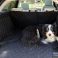 Rosie the Tri-Coloured Collie having a rest in the Family's Range Rover Evoque (2011 - Present)