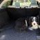 Rosie the Tri Coloured Collie Takes a Break from Chasing Rabbits in the Range Rover Evoque