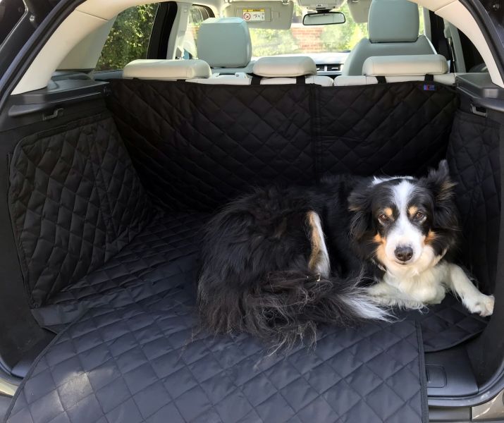 Rosie the Tri Coloured Collie Takes a Break from Chasing Rabbits in the Range Rover Evoque