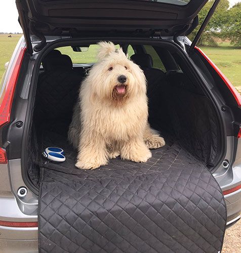 Ideal for Transporting your pets - Dog not included